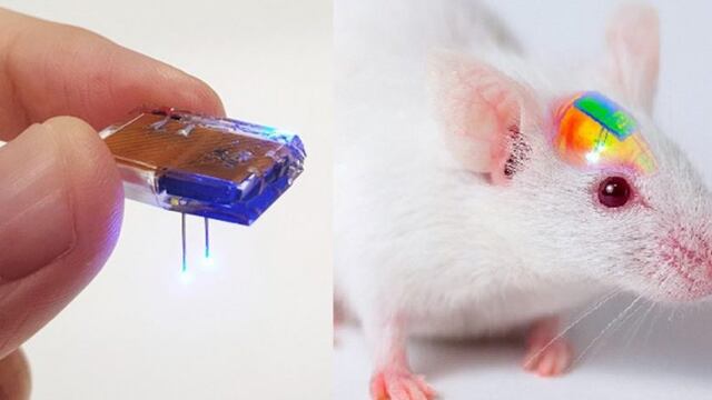 Implante cerebral para ratones