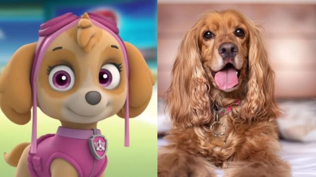 Así son los Cocker Spaniel, raza de Skye de Paw Patrol