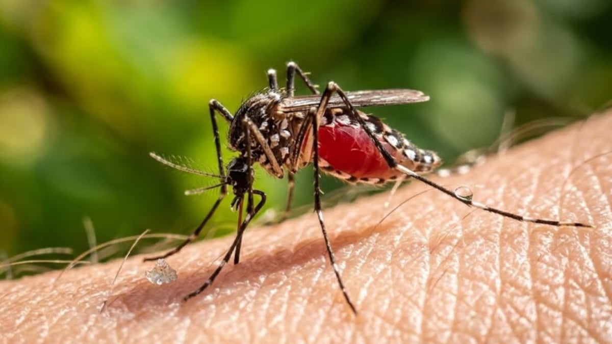 ¿Qué es el virus Shamonda? OMS analiza el primer caso humano