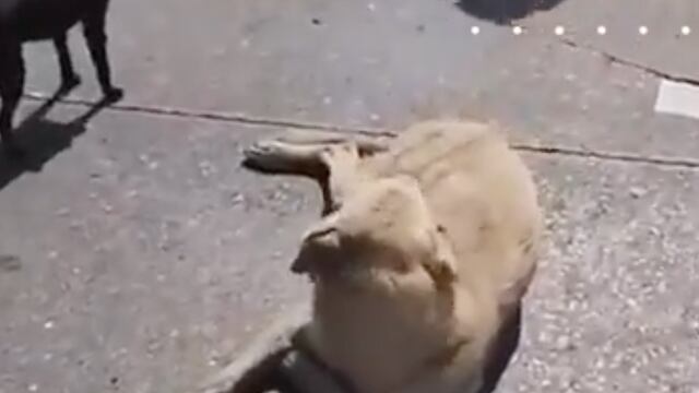 WALMART EN QUERÉTARO SACÓ A PERROS DE LA TIENDA AUNQUE ELLOS SOLO BUSCABAN UN REFUGIO DEL CALOR