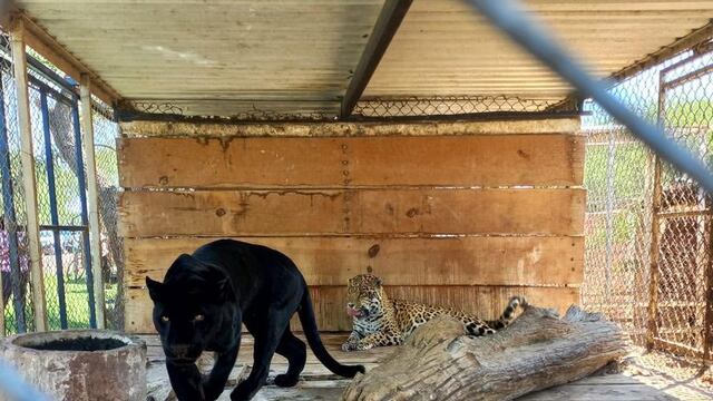 En La Barca, FGR realiza cateo, asegura 56 animales silvestres.