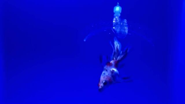 Captura del video del Instituto Tecnológico de Massachusetts.