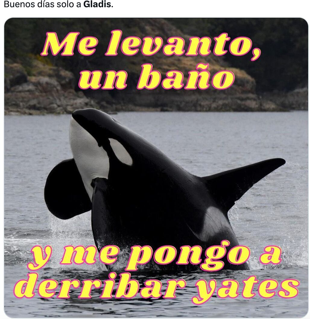 Memes de Gladis, la orca asesina