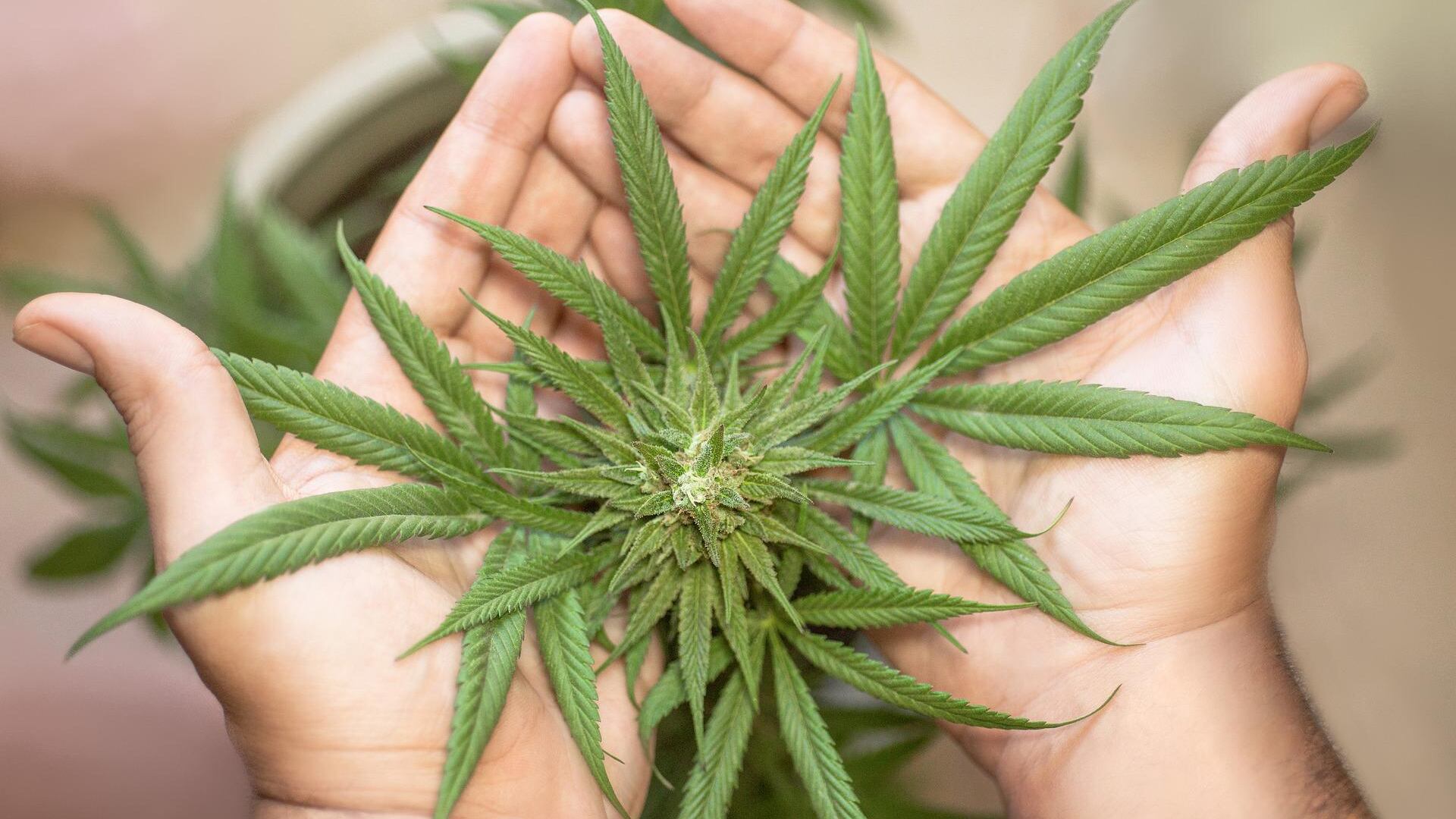 ¿Por qué el 20 de abril se celebra a la marihuana? Lo que debes saber del 4/20