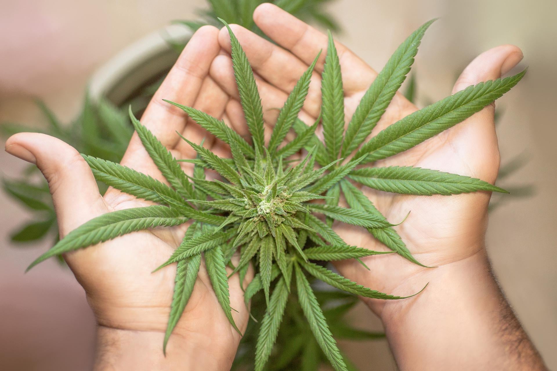 Marihuana