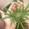 ¿Por qué el 20 de abril se celebra a la marihuana? Lo que debes saber del 4/20