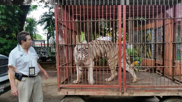Dueños de circos presentarán amparos para utilizar animales en sus espectáculos