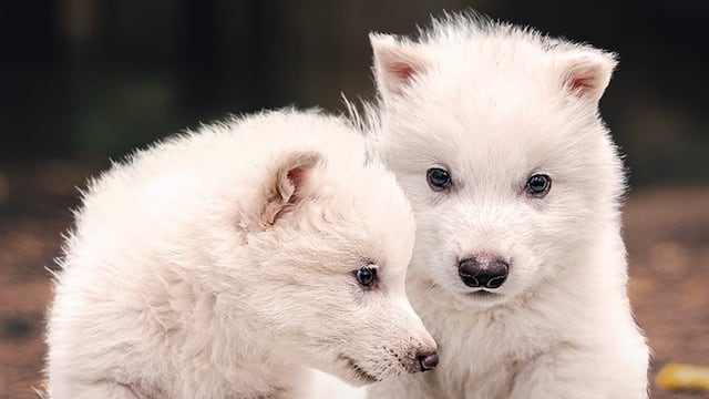 Lobo Terrible revive tras más de 12 mil años extinto