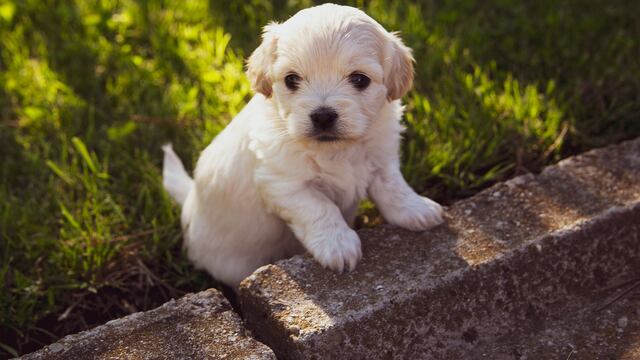 Un perrito nació con un solo ojo y ha enamorado a todo Internet