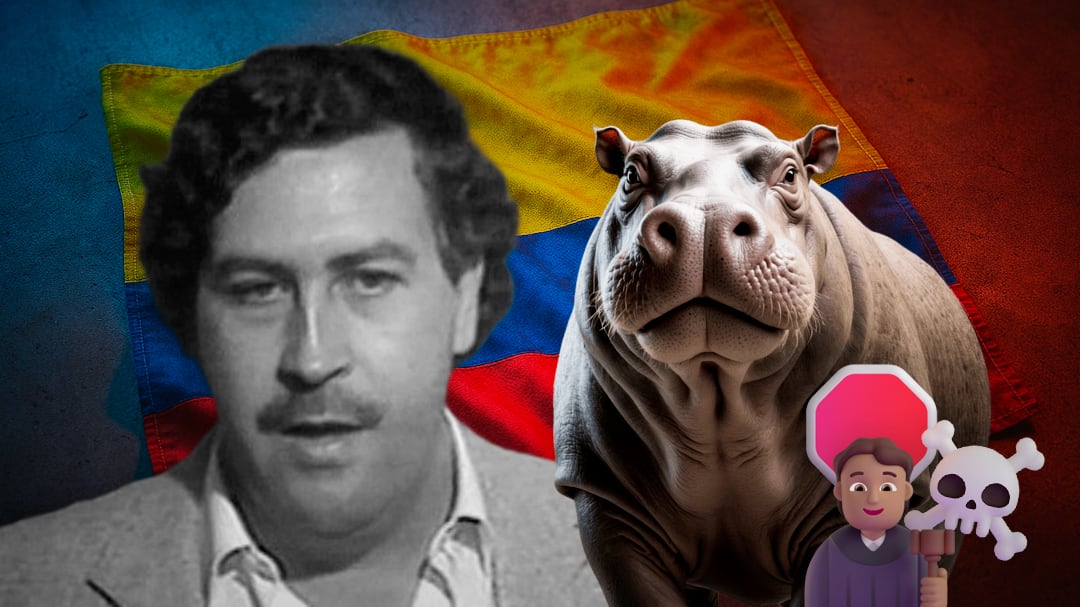 Hipopótamos de Pablo Escobar: juez frena plan de eutanasia en Colombia