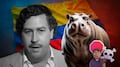 Hipopótamos de Pablo Escobar: juez frena plan de eutanasia en Colombia