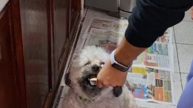 Perrito que solo come galletas con mantequilla imaginaria