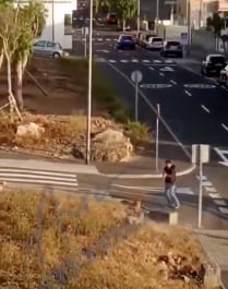 Policías disparan a perros en España