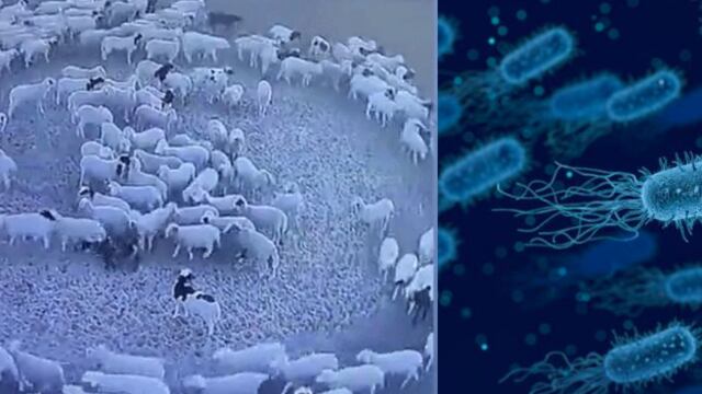 Esta sería la enfermedad que povocaría que los animales caminen en círculos