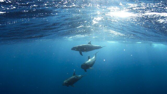 Delfines