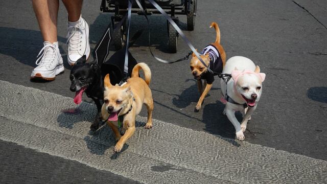 Perros acompañan a su dueño durante el Paseo Dominical sobre Avenida de la Reforma
