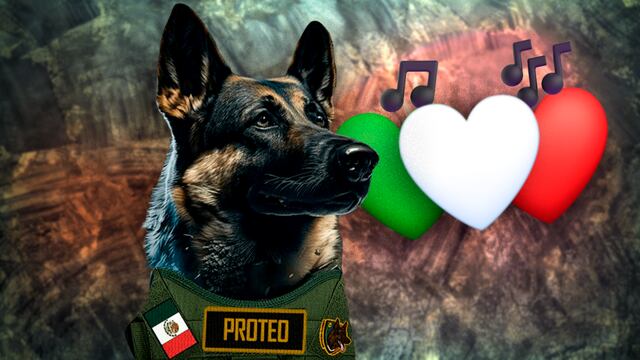 Proteo, el perro rescatista