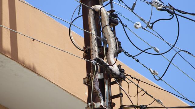 Boa queda atorada en cables de luz en Mérida, Yucatán