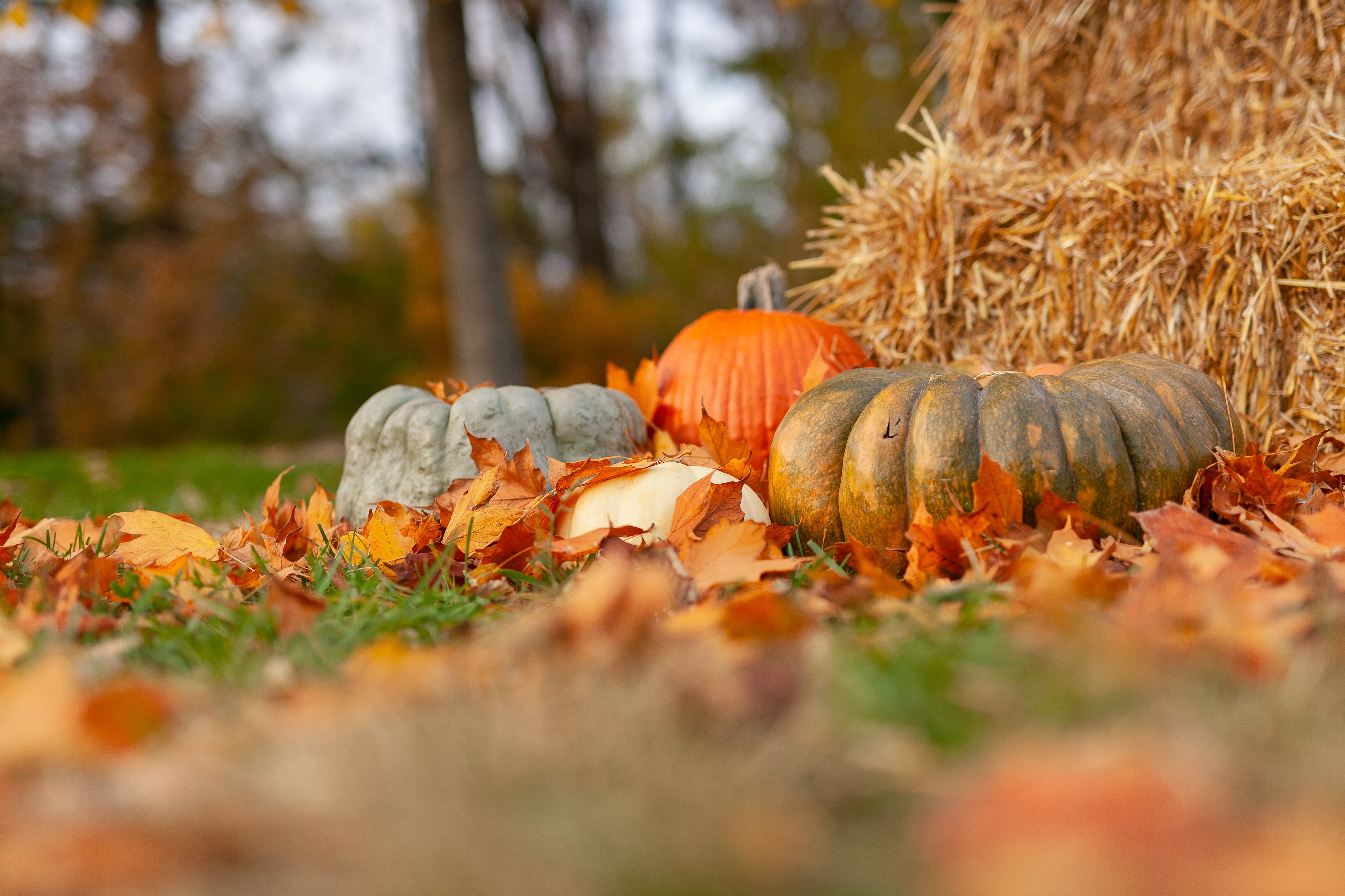 Calabazas de otoño