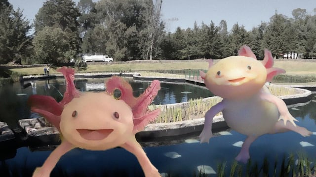 Bosque del Ajolote: en dónde está y cómo llegar desde CDMX y Estado de México