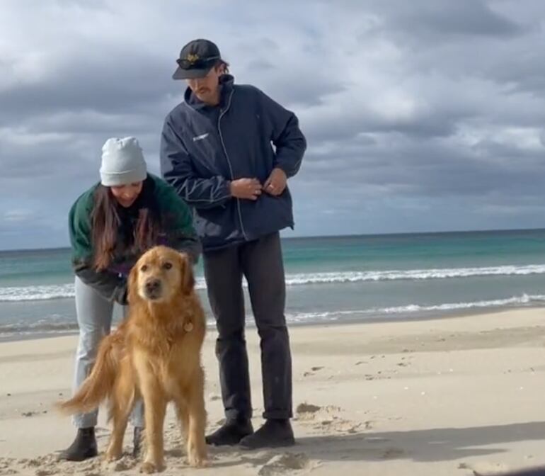 Reacción del perrito al compromiso