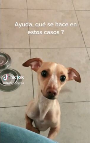 Perrito destroza boletos del Corona Capital 2022