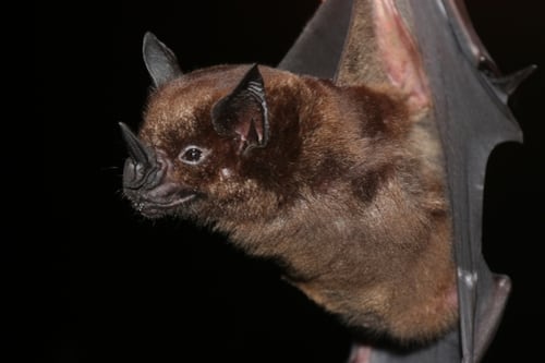 Nueva especie de murciélago es descubierta en la Selva Lacandona, Chiapas