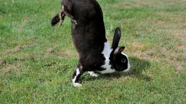 Raza de conejo que camina con sus patas delanteras