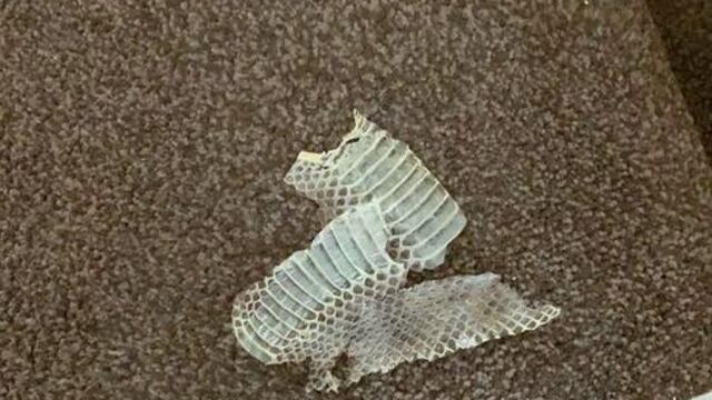 Muda de piel de Serpiente