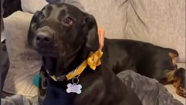 Perrita recibe inyección