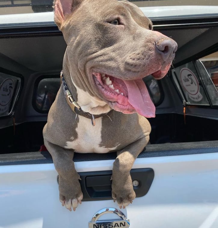 'Anubis', el perrito de la tienda