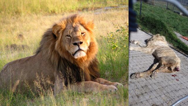 Claudia Sheinbaum y Profepa actuarán contra Black Jaguar-White Tiger por maltrato a leones y otros felinos