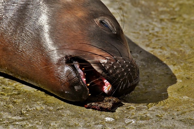 León Marino, imagen ilustrativa