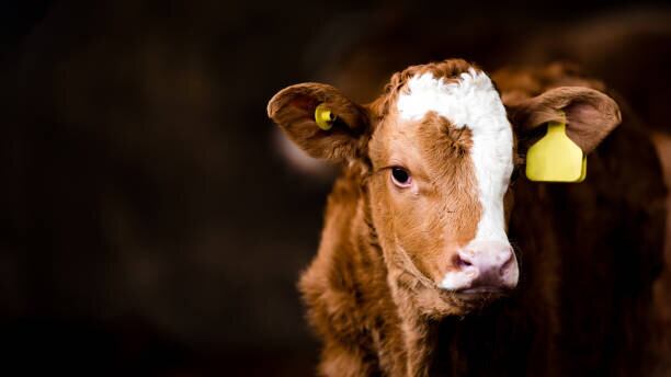 Corridas de toros podrían desaparecer en este otro estado de México, como en CDMX