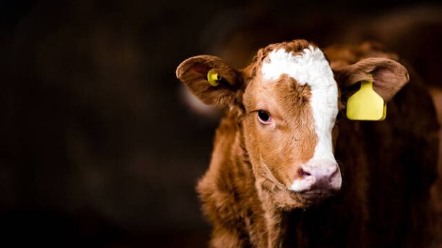 Corridas de toros podrían desaparecer en este otro estado de México,