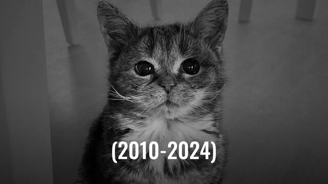 El gato Francis, el gatito que nunca creció, ha muerto a los 14 años
