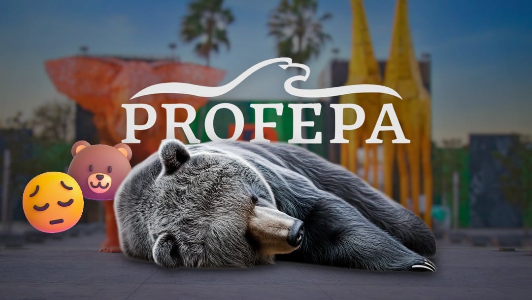 Profepa confirma delicado estado de salud de osa en Zoológico La Pastora, Monterrey