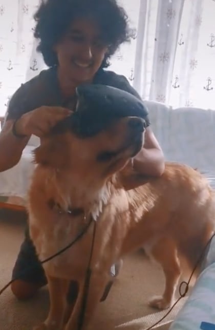 Perro prueba casco de realidad virtual
