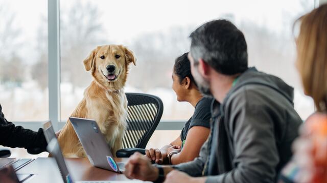 Tener una mascota en el trabajo aumenta la productividad y baja los niveles de estrés