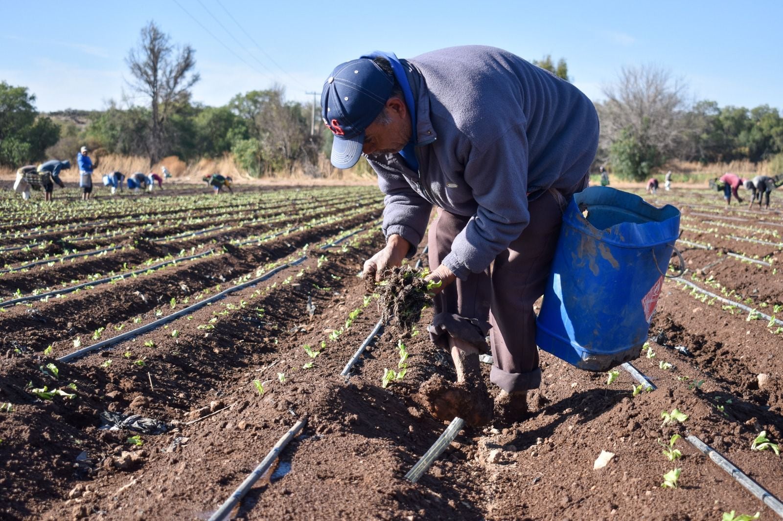 Lechuga de Aguascalientes se exporta a Estados Unidos y abastece a otros estados
