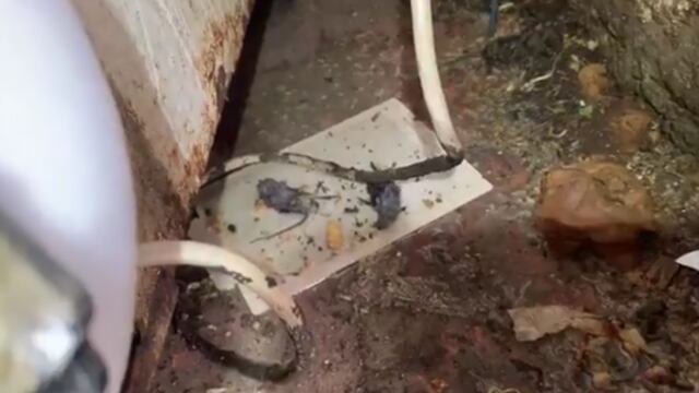 Ratas muertas en restaurante