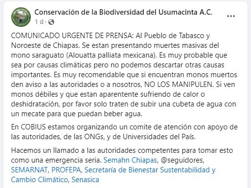 El calor no perdona y esta especie de mono está muriendo por las altas temperaturas