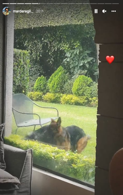 Mar de Regil muestra s sus perros jugando.