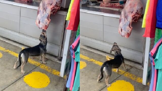 Perrito ladrón de TikTok