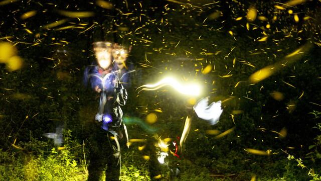 Avistamiento de luciérnagas