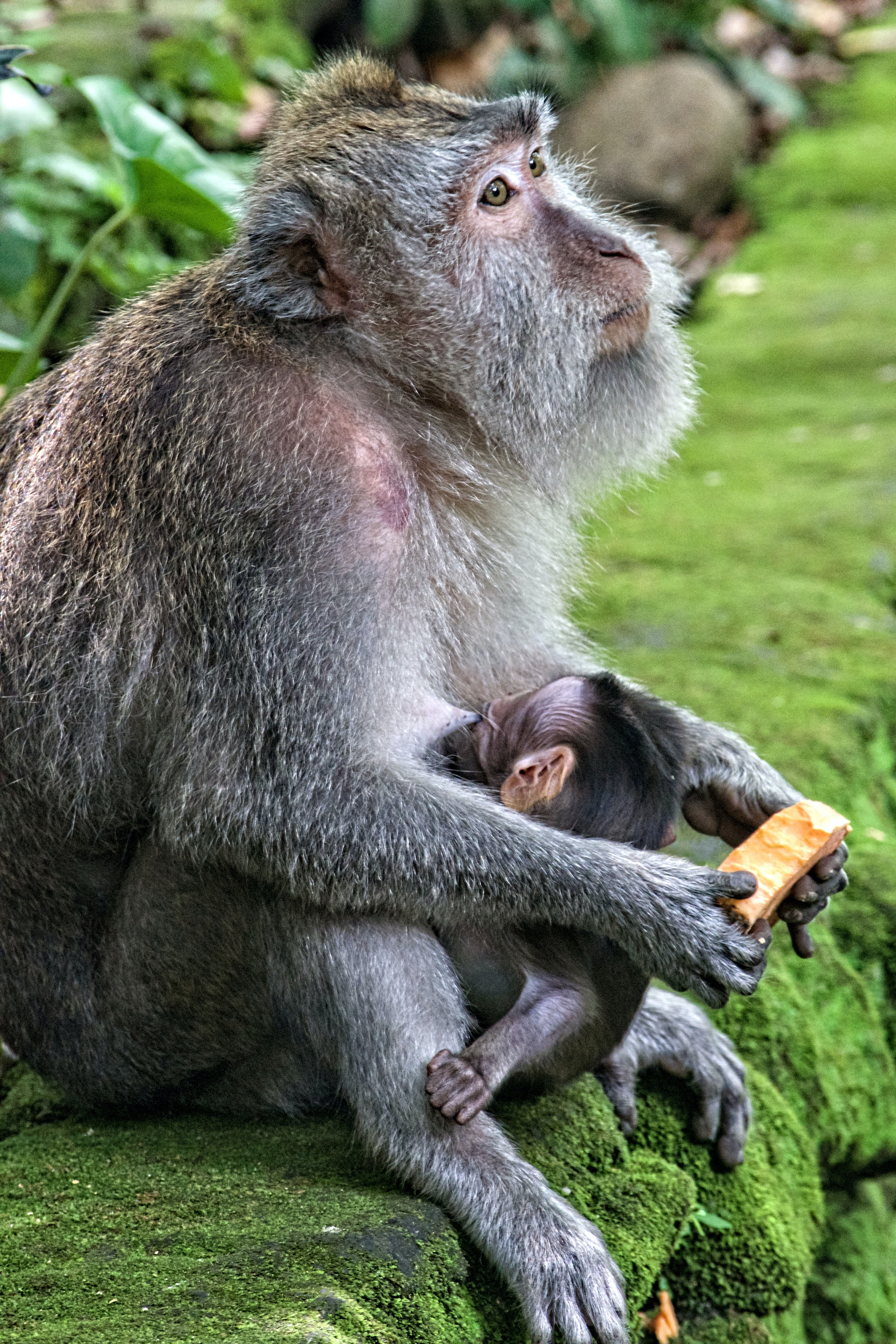 Madre primate y su bebé