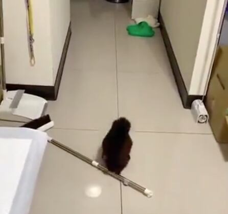 Ardilla se hace la loca