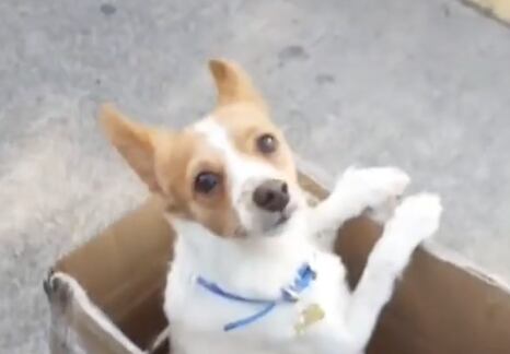 Captan a hombre abandonando un perro