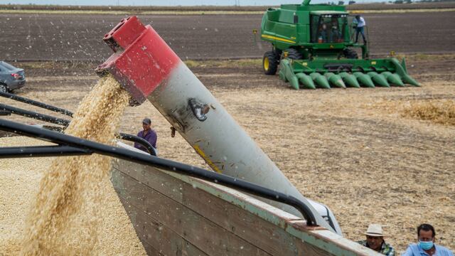 Producción de maíz libre de agroquímicos y de glifosato que se implementa en Culiacán.