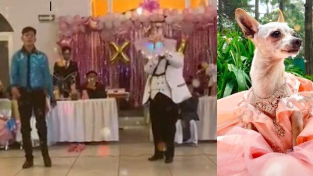 Hacen fiesta de XV años a perrita chihuahua